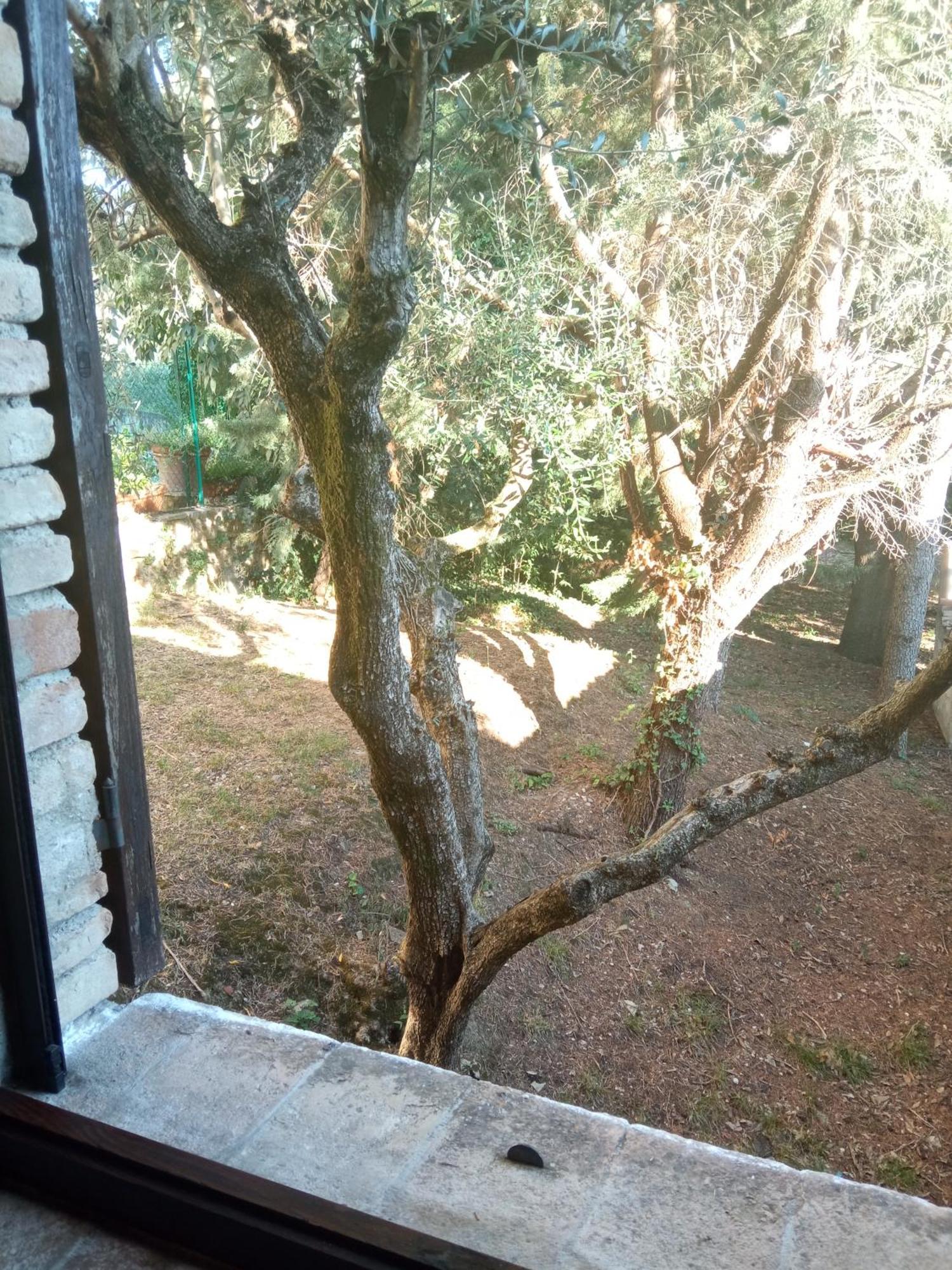 All'Ombra Di San Damiano Assisi Eksteriør bilde